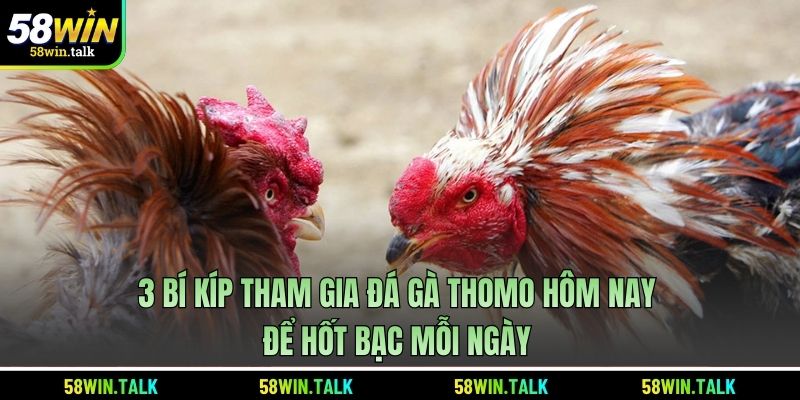3 bí kíp tham gia xem đá gà thomo hôm nay để hốt bạc mỗi ngày 