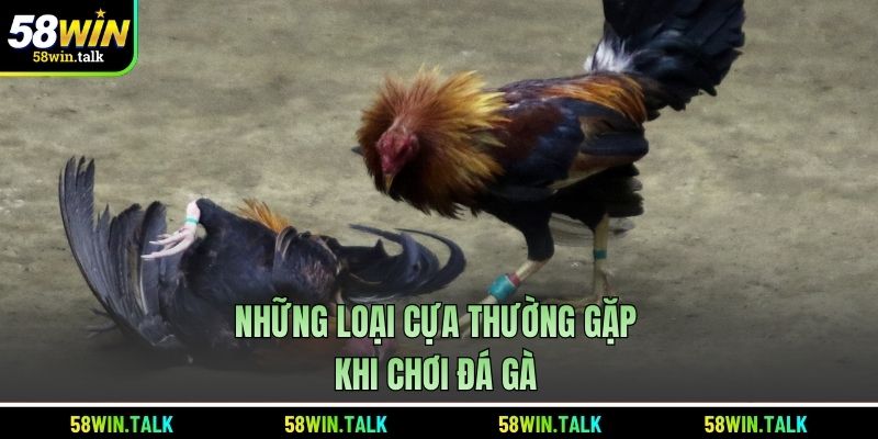 Những loại cựa thường gặp khi chơi đá gà