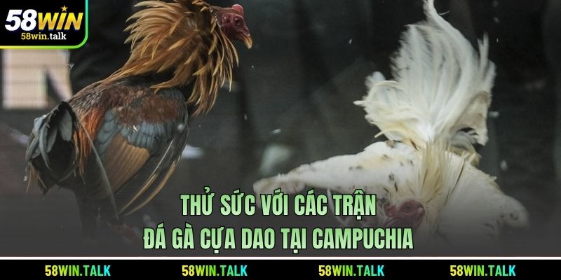 Thử sức với các trận đá gà cựa dao tại Campuchia