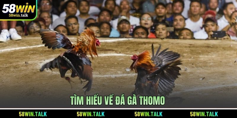 Tìm hiểu về đá gà Thomo