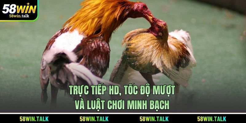 Trực tiếp HD, tốc độ mượt và luật chơi minh bạch